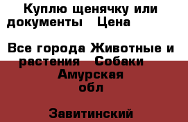 Куплю щенячку или документы › Цена ­ 3 000 - Все города Животные и растения » Собаки   . Амурская обл.,Завитинский р-н